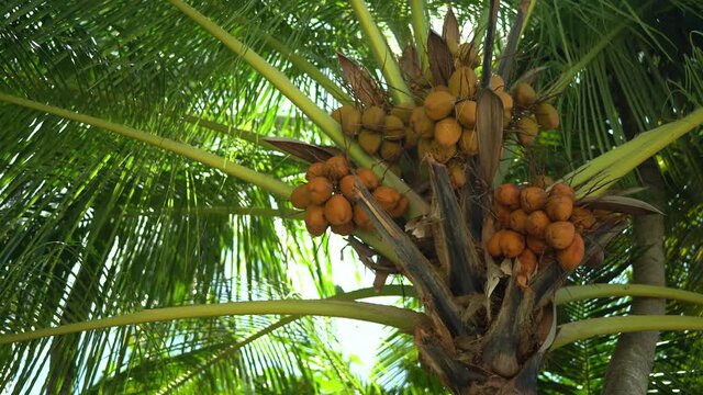 Bottom view of coconut palm trees in sunshine. Palm trees against a beautiful blue sky. Green palm trees on blue sky background. Travel concept. Paradise place. Island in Bahamas. Healthy food and