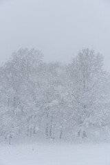 Trees covered in snow on a white winter landscape with snow flakes falling in Mondim de Basto, Portugal