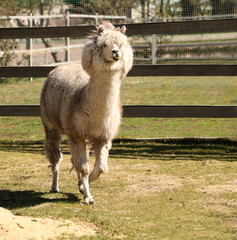 A young male alpaca in the zoo. 