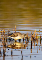 Common Greenshank (Tringa nebularia), Dehtar pond, Southern Bohemia, Czech Republic