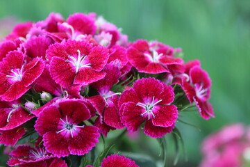 Chinese astra phlox red burgundy with a light white middle. Spring flowers, flowering on a green background