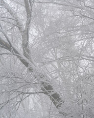 Pine trees covered in snow on a white winter landscape in Mondim de Basto, Portugal