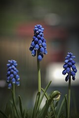 beautiful blue springflowers, muscari neglectum, in the morning 