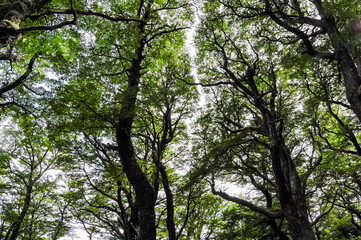trees in the forest