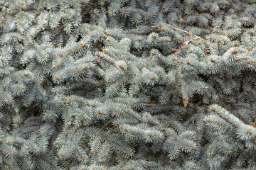Fluffy textured leaves of evergreen coniferous tree