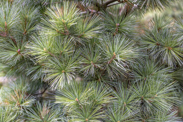 Fluffy textured leaves of evergreen coniferous tree