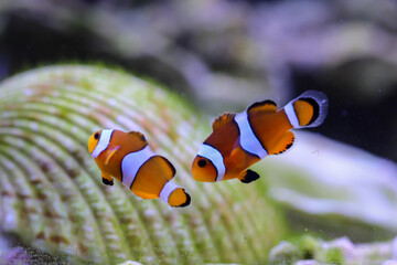 Portrait von zwei Anemonenfische in einem meerwasser Aquarium.