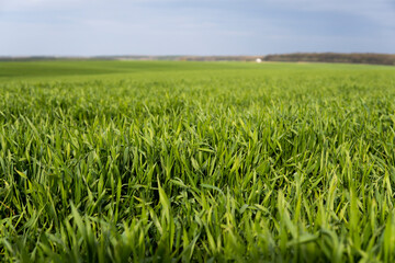Young green wheat seedlings growing in soil on a field. Close up on sprouting rye on a field. Sprouts of rye. Sprouts of young barley or wheat that have sprouted in the soil. Agriculture, cultivation.