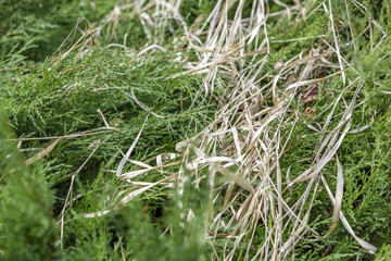 Fluffy textured leaves of evergreen coniferous tree