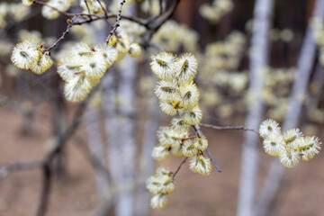 A catkin or ament - cylindrical flowers of Willows, also called sallows and osiers.