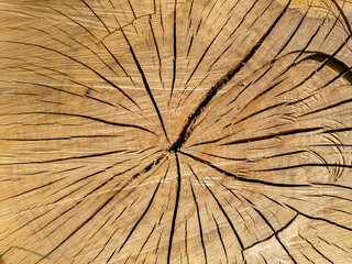 Une matière de bois de chêne coupé en forêt