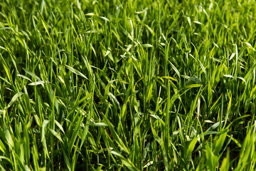 Young green wheat seedlings growing in soil on a field. Close up on sprouting rye on a field. Sprouts of rye. Sprouts of young barley or wheat that have sprouted in the soil. Agriculture, cultivation.