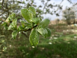 leaves on a tree