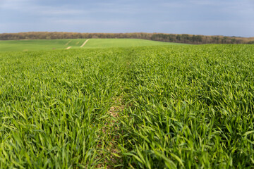Young green wheat seedlings growing in soil on a field. Close up on sprouting rye on a field. Sprouts of rye. Sprouts of young barley or wheat that have sprouted in the soil. Agriculture, cultivation.