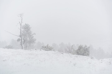 Trees covered in snow on a white winter landscape with snow flakes falling in Mondim de Basto, Portugal