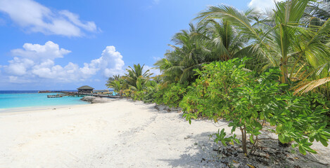 green palm trees on a tropical island in the Indian Ocean