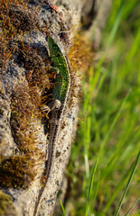 Eine Zauneidechse, hier ein Männchen beim Wärme tanken auf einem Stein.