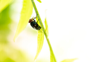 Close up :Nature view of the fly on the twigs with copy space for using as natural ecology  background