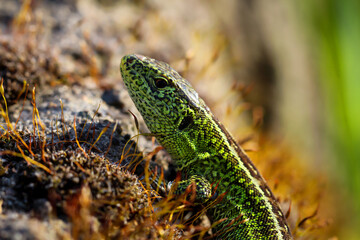 Eine Zauneidechse, hier ein Männchen beim Wärme tanken auf einem Stein.
