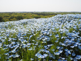 どこまでも続く青いネモフィラの花