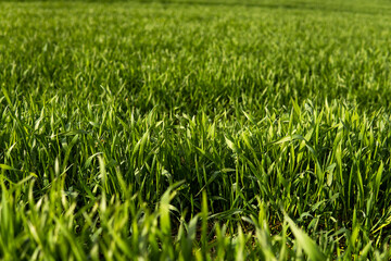 Field of young green wheat seedlings. Sprouts of young barley or wheat that have sprouted in the soil. Close up on sprouting rye on a field. Sprouts of rye. Agriculture, cultivation.