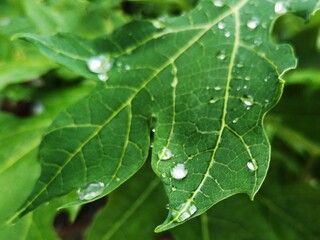 leaf with water drops
