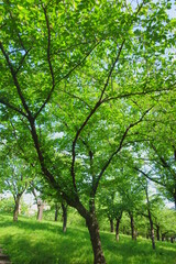 Obraz premium 緑の葉が生い茂る桜の木