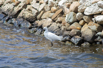 The little egret (Egretta garzetta) at the Nature Reserve Saline of Tarquinia , little egret looking for fishing on the swamp 