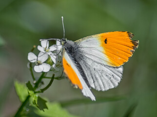Aurorafalter auf weißen Blüten