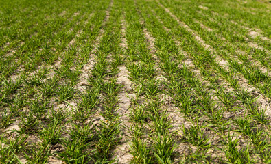 Field of young green wheat seedlings. Sprouts of young barley or wheat that have sprouted in the soil. Close up on sprouting rye on a field. Sprouts of rye. Agriculture, cultivation.