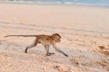 Fototapeta na wymiar Wild macaque monkey on the sand beach.