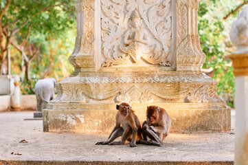 Macaque family in buddhist temple garden in Thailand.