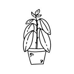 Hand-drawn houseplant. Doodle image of a home flower. Vector images for the decoration of various goods, textiles, postcards, notebooks, notebooks.