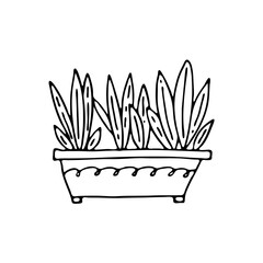 Sansevieria. Hand-drawn houseplant. Doodle image of a home flower. Vector images for the decoration of various goods, textiles, postcards, notebooks, notebooks.