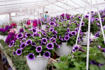Variety of plants, cultivation and selection of flowers in greenhouse