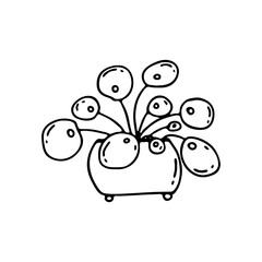 Pilea. Hand-drawn houseplant. Doodle image of a home flower. Vector images for the decoration of various goods, textiles, postcards, notebooks, notebooks.