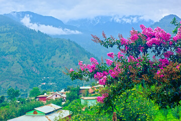 Blooming valley. Naggar, Kullu, Himachal, India