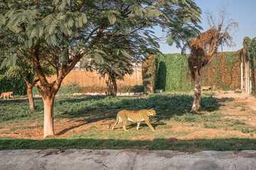 Several cheetahs are nervous and walk around the enclosure waiting for the evening feeding at the zoo