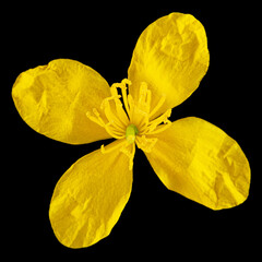 Yellow flower of celandine, lat. Chelidonium, isolated on black background