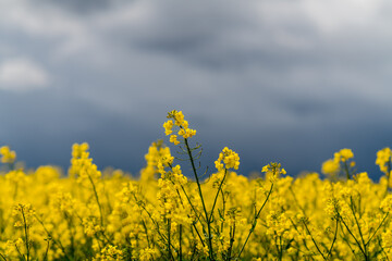 Obraz premium yellow rapeseed field