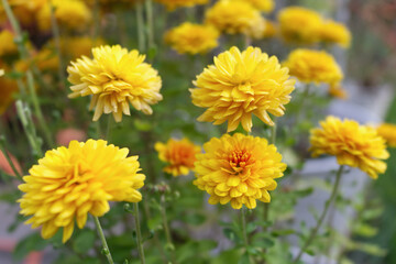 Blurred orange Tagetes flowers close up in organic garden. Many-petalled flowers with various shades of yellow, orange, bronze and red appear in every imaginable combination. Blurred background.