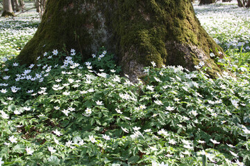 White anemones