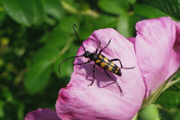 Fototapeta premium longhorn beetle on a rose petal, gardening, insects