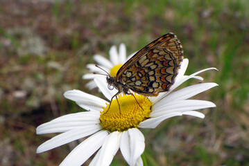 Brown butterfly on a daisy, nature, gardening, insects