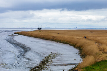 Bird watching Nieuwe Statenzijl in The Netherlands
