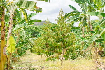 Little durian tree on durian farm beside bananas farm.Plantation and Agriculture concept.cultivate, durian plantation in thailand.Garden, orchards, little tree green organic farm.