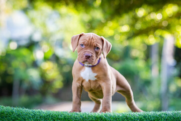 Cute small puppy pitbull mixed breed dog flat brown white polka dot beautiful green lawn Looks very...