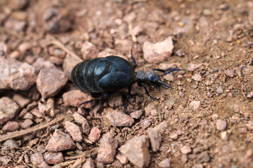 Ein schwarz blauer Ölkäfer auf dem Boden eines Waldes.