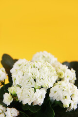 White kalanchoe flowers with green leaves