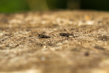Macro von zwei Fliegen auf einem Baumstumpf.